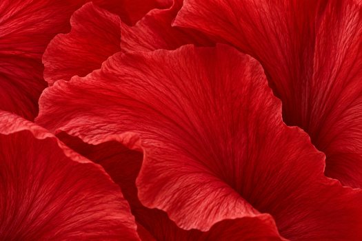 Hibiscus Red / petals