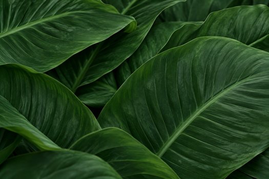 Leaf Green / foliage