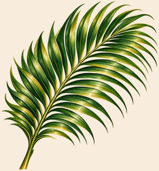 Palm frond / painted illustration