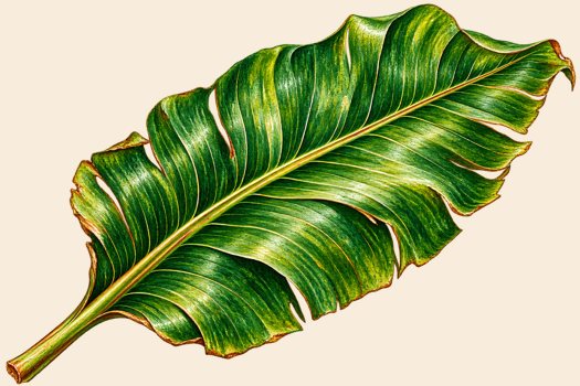 Tropical leaf / painted illustration
